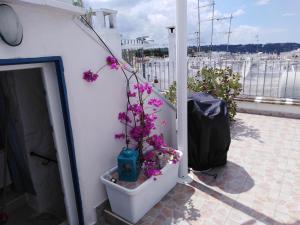roślina z fioletowymi kwiatami w garnku obok ściany w obiekcie La chiave di Philoxenia w mieście Ostuni