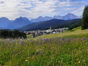 a field of flowers on a hill with mountains at Appartamento 3cime Stefania in Padola