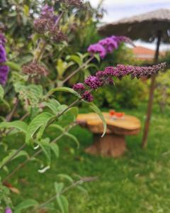 a garden with a bench and purple flowers at Maniatis Garden in Achladies