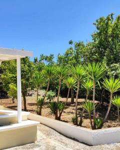 eine Gruppe von Palmen vor einem Feld in der Unterkunft Casa vacanze in Valle D'Itria in Ceglie Messapica