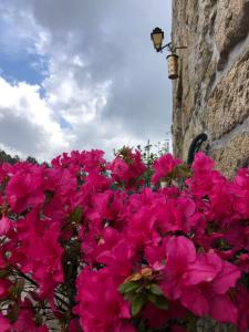 Billede fra billedgalleriet på Quinta das Uchas i São Pedro do Sul