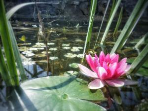 a pink water lily in a pond with lily pads at Agriturismo Santa Caterina in Castelnuovo di Val di Cecina