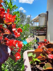 un jardin avec des fleurs rouges et une piscine dans l'établissement L'Oliveto, à Cineto Romano