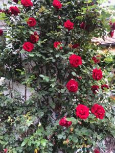 un grupo de rosas rojas creciendo en una pared en München- Pullach, Wohnen im Grünen, en Pullach im Isartal