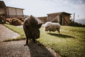 Hof Zaunfranzl kisállat-vendégei