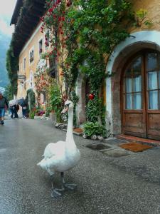 Altri animali domestici presso la locanda o nei dintorni