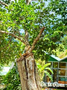 a bird sitting on top of a tree stump at Homestay De la Rosa - Côn Đảo in Con Dao