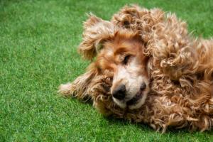 un perro marrón tirado en la hierba en la hierba en CASA LA PASCUALA HELGUERAS en Helgueras