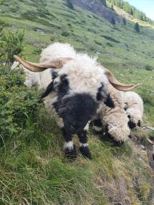 une chèvre avec cornes debout sur une colline herbeuse dans l'établissement Emelie Zermatt 4****, à Zermatt