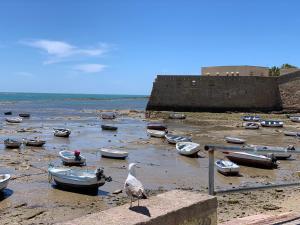 a bird standing on a wall with boats on the beach at San Lorenzo Apartamentos y Suites in Cádiz