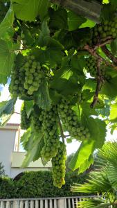 Ein Haufen grüner Trauben hängt an einem Baum in der Unterkunft Apartment Marina in Vir