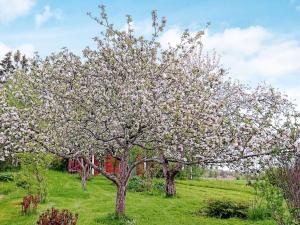 a tree with white flowers on it in a field at 5 person holiday home in STORVIK in Storvik