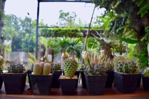 a group of potted plants sitting on a table at Hug Sakhonnakhon Hotel in Sakon Nakhon