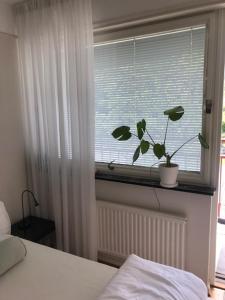 1 dormitorio con ventana con una maceta en el alféizar de la ventana en Lägenhet / studio i centrala Båstad, en Båstad