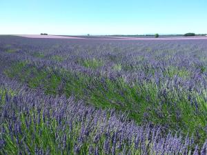 Imagen de la galería de Au pays de la lavande..., en Valensole