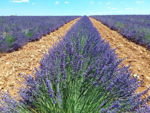 Imagen de la galería de Au pays de la lavande..., en Valensole
