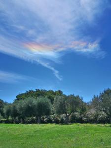 un arc-en-ciel au-dessus d'un champ arboré dans l'établissement Gallo Fino, à Ricadi