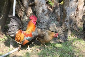 Animale la sau în apropiere de această cameră de închiriat