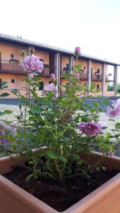 una planta con flores púrpuras en una plantadora frente a un edificio en Villa Meli Lupi - Residenze Temporanee en Parma