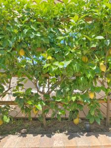 a lemon tree with lots of fruits on it at La Giuliva Charming Rooms in Anacapri