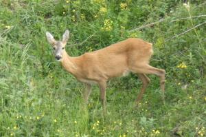 アルタ・テルメにあるB&B l'Asinello Rampanteの草原に立つ鹿