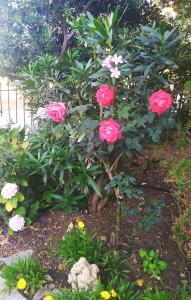 une brousse de fleurs roses dans un jardin dans l'établissement Panorama Palaiοpolis, à Palaiopoli