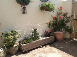 un montón de plantas en macetas junto a una pared en Seaways, en Paignton