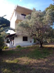 une maison blanche avec un arbre en face dans l'établissement Anemos Studios, à Vassilias