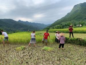 een groep mensen die in een rijstveld werken bij Be's Home & Tours in Ha Giang