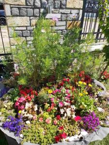 スタル・ドイランにあるApartments and Villas Janevの花の花の庭園