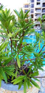 a green plant in a pot next to a pool at Kalia, Sunny beach in Sunny Beach