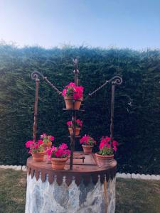 a flower stand with pots of flowers on it at Hotel La Barrosa in Abejar