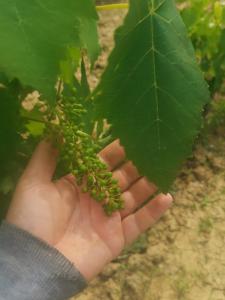 Zahrada ubytování Masseria Le Querciole