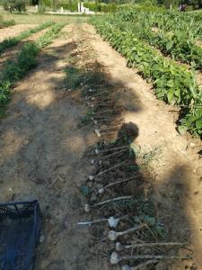Zahrada ubytování Masseria Le Querciole