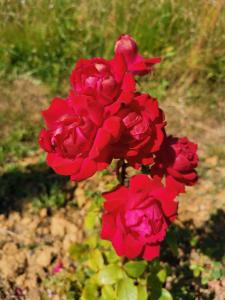 Zahrada ubytování Masseria Le Querciole