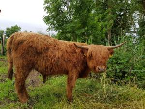 a brown cow standing in a field next to a fence at Biolandhof Dorn Highlander vom Elbdeich in Nordleda
