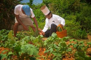 two men are working in a vegetable garden at Sri Sharavi Beach Villas & Spa - with 43 metre saltwater infinity pool in Mirissa