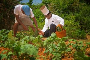 Deux hommes travaillent dans un potager dans l'établissement Sri Sharavi Beach Villas & Spa - with 43 metre saltwater infinity pool, à Mirissa