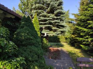 a garden with two evergreen trees and a bench at Dom Nad Jeziorem in Szteklin
