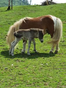 um pónei bebé ao lado de um cavalo num campo em Pensiunea Filonul de Aur em Aktenburg
