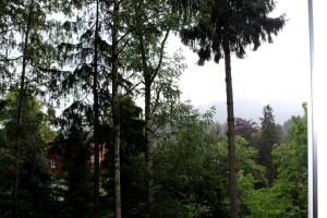 a view of a forest with trees and a house at Sela in Karpacz