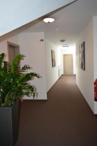 an empty hallway in an office with a plant at Pension Zur Traube in Bergheim