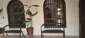 two chairs and a plant in front of two windows at Hotel el super 8 in Santa Cruz de la Sierra