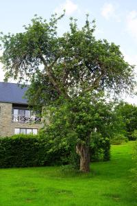 a tree in the middle of a green field at B&B Domaine du Vieux Chêne in Stoumont