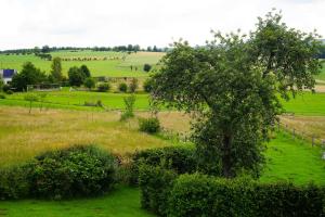 un campo verde con un albero e arbusti di B&B Domaine du Vieux Chêne a Stoumont