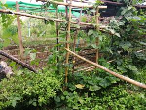ogród z ogrodzeniem z roślinami w obiekcie Chill Pill Hostel w mieście Chiang Khan