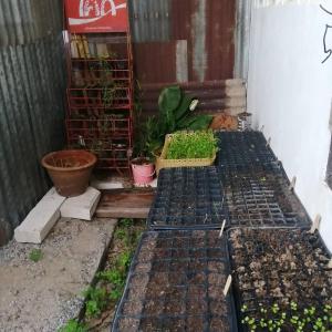 Gallery image of Chill Pill Hostel in Chiang Khan