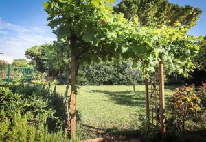 a garden with a tree and a fence at Orangeraie du Cap d'Antibes in Antibes