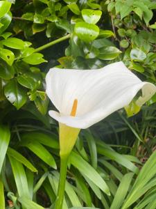 ヴァレンティア島にあるGlanleam Houseの白花の花束