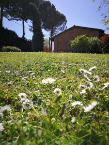 a field with white flowers in the grass at Alloggio Al San Girolamo in Longiano